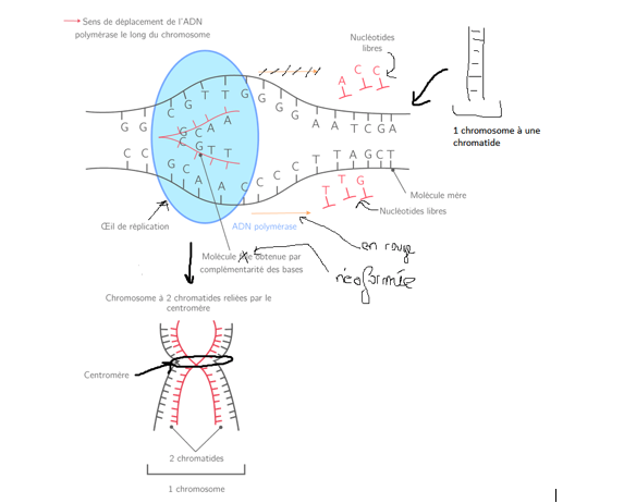 Réplication de l'ADN