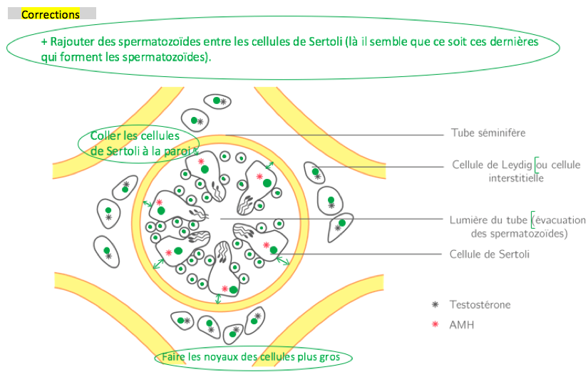 Les cellules testiculaires productrices d'hormones