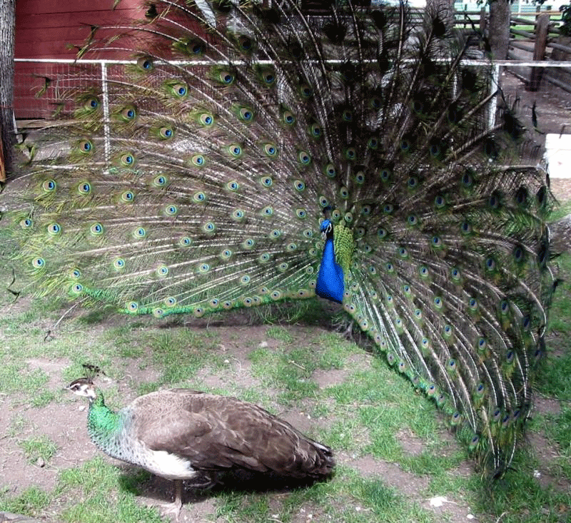 La parade nuptiale chez le paon bleu