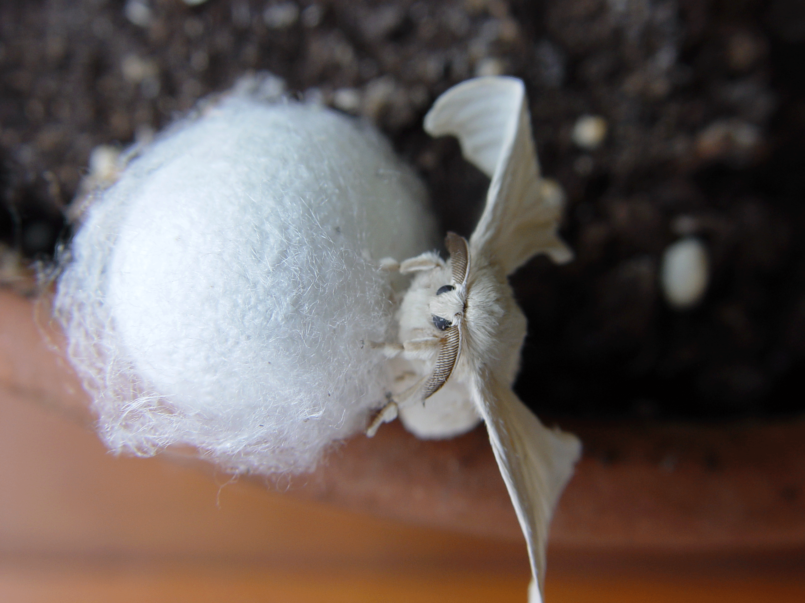 Un mâle de Bombyx mori avec ses antennes plumeuses