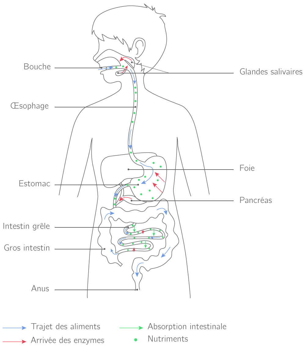 Devoir Svt : La Digestion Des Aliments Correction