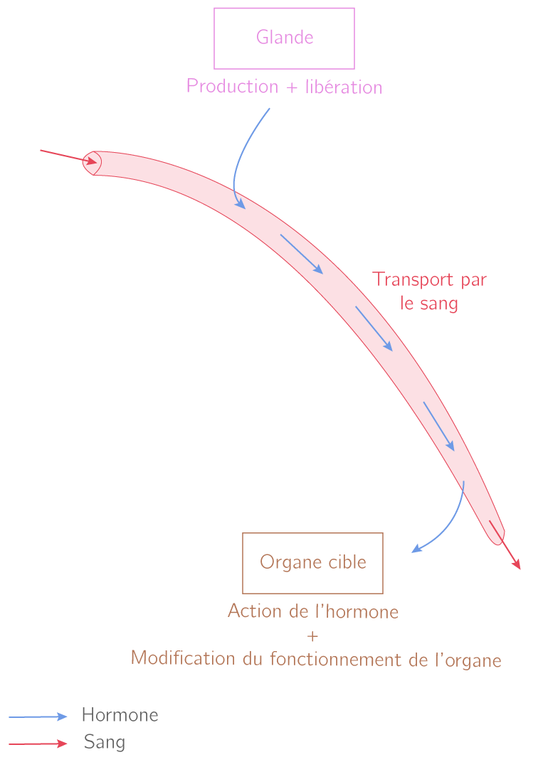 Schéma fonctionnel du mode d'action d'une hormone