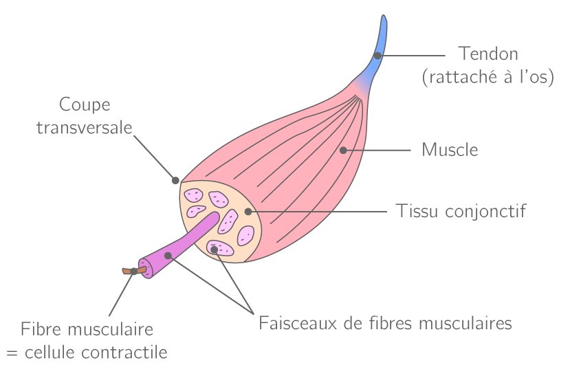 Kartable 2nde SVT Spécifique Cours Santé et activité physique