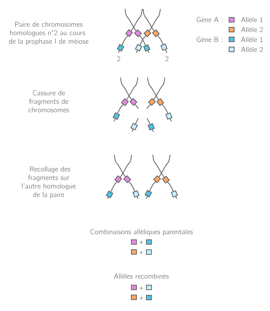 Le Brassage G n tique Par La M iose Et La F condation TS Cours SVT 