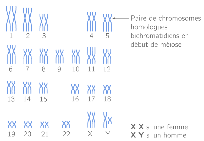 Chaque Cellule Reproductrice Humaine Contient 23 Paires De Chromosomes