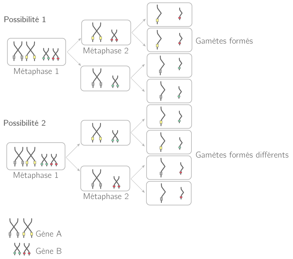 Le Brassage G n tique Par La M iose Et La F condation TS Cours SVT 