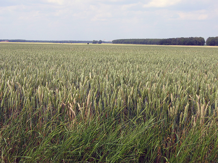 Champs de blé dans la Beauce