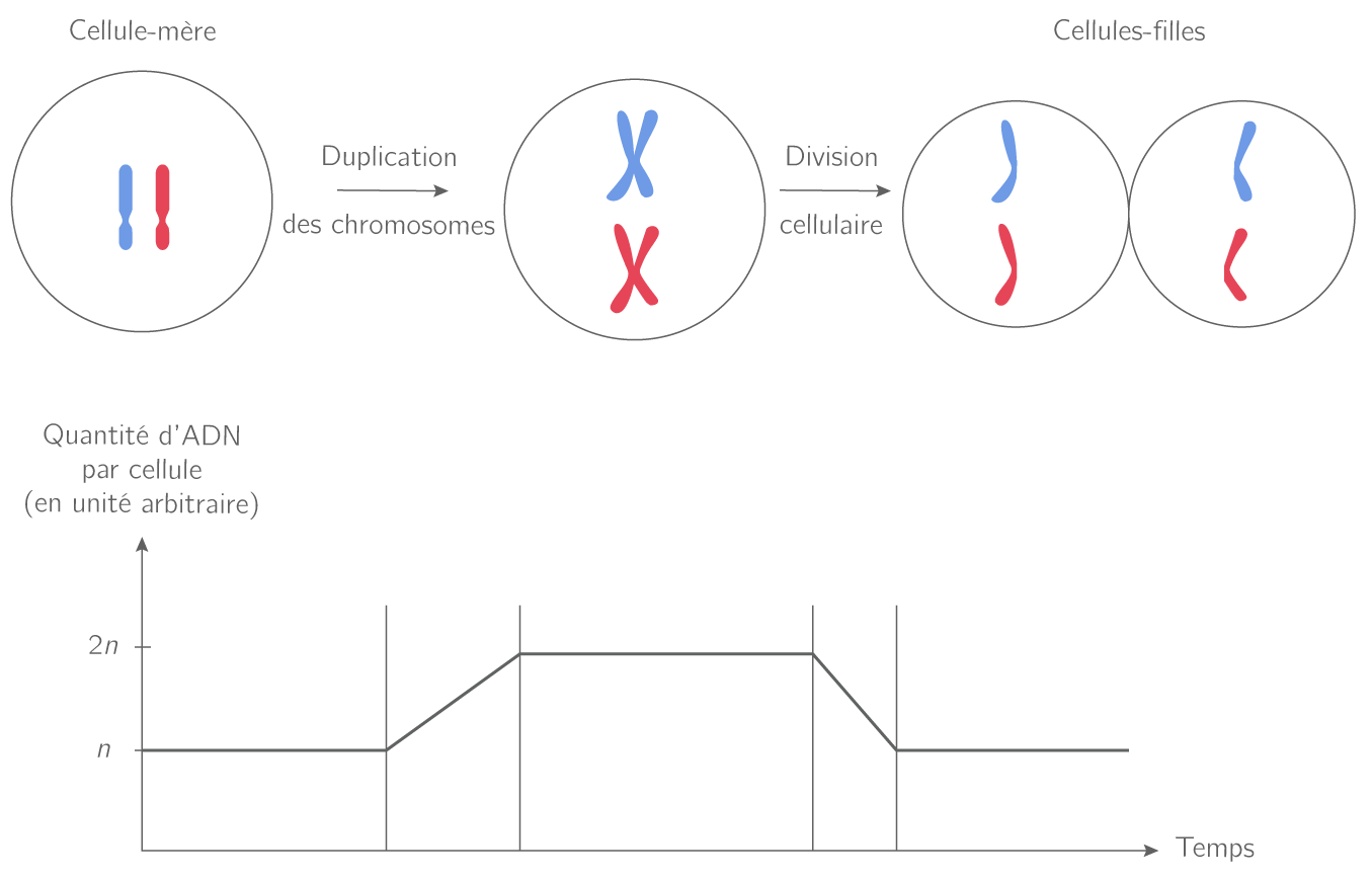 La division cellulaire et la quantité d'ADN dans la cellule