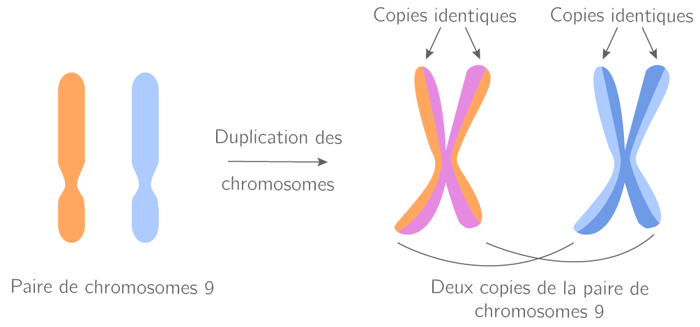 La copie à l'identique de l'information génétique