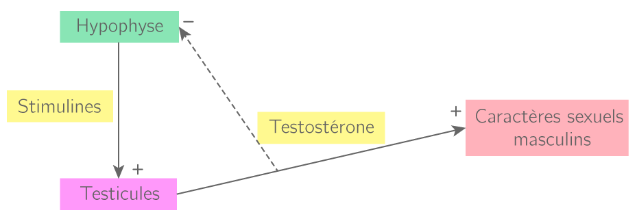 Le principe de la régulation hormonale de la fonction testiculaire