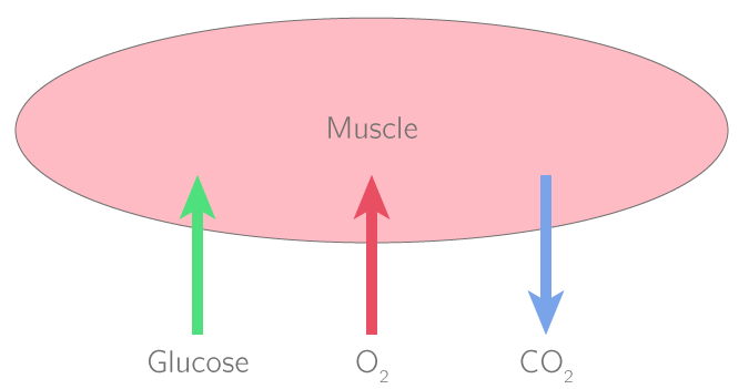 Les échanges de gaz et de nutriments des muscles