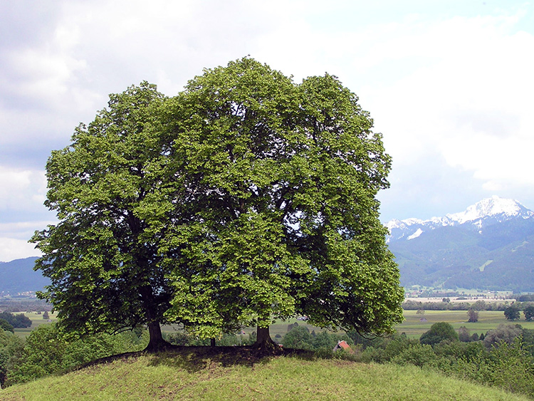 Arbres qui ont poussé en milieu non venté