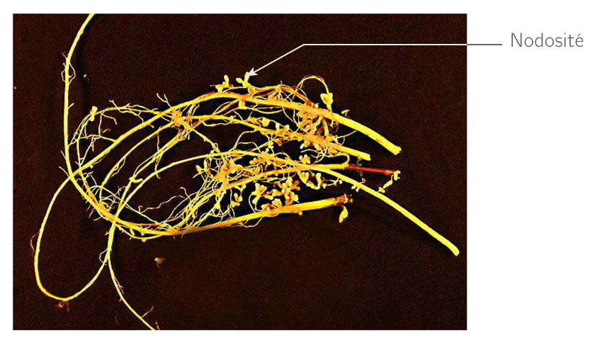 Nodosités produites par les bactéries rhizobium au niveau des racines de soja