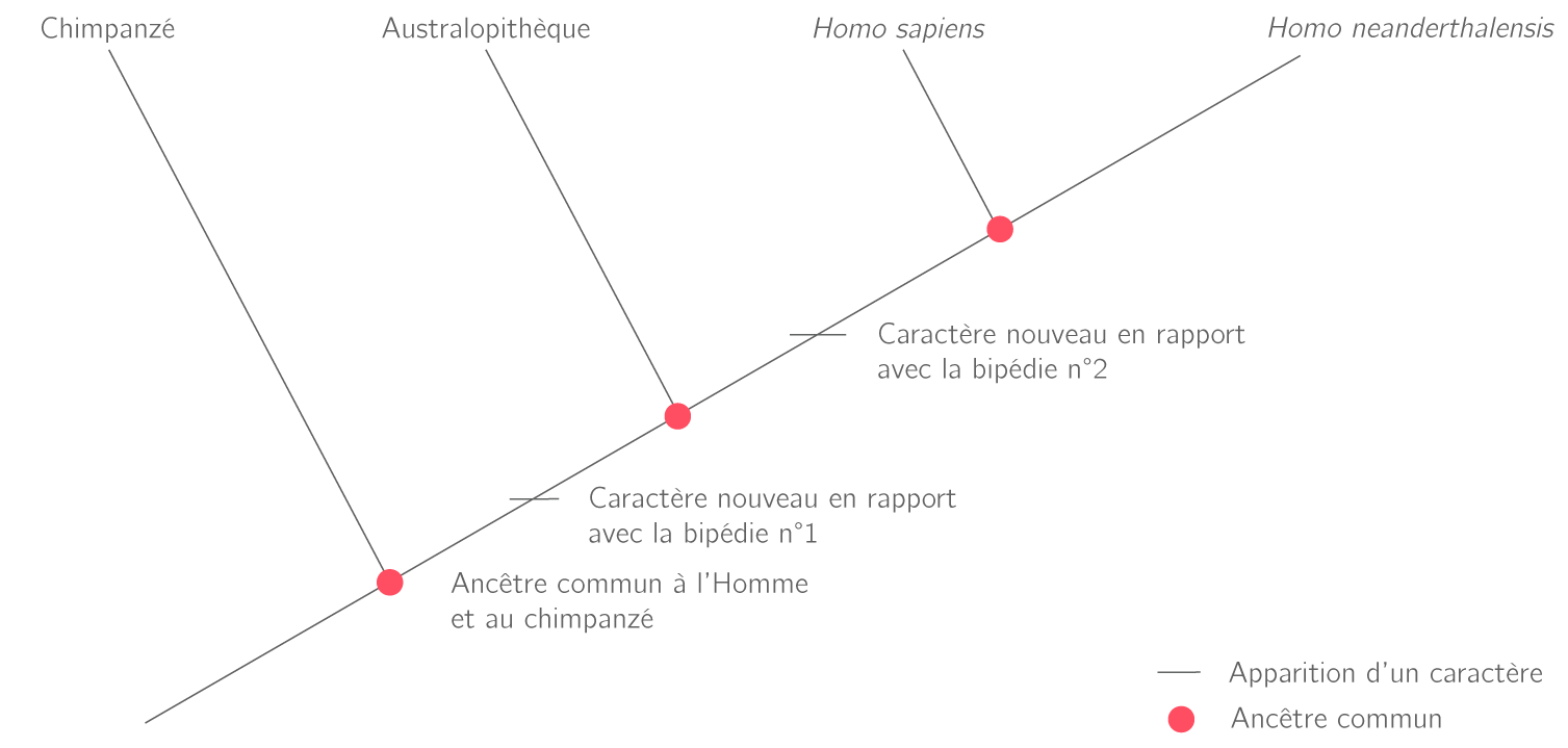 Relation de parenté entre différentes espèces d'hominidés et le chimpanzé