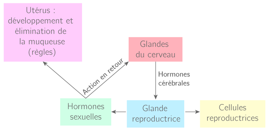 Principe de l'action des hormones dans le fonctionnement reproducteur