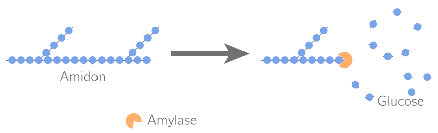 Principe de la digestion de l'amidon en glucose par l'amylase