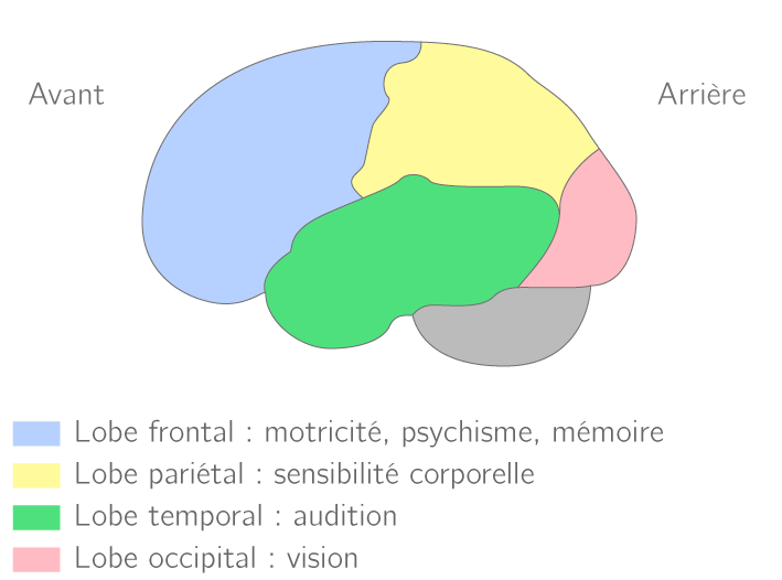 Organisation générale du cortex : vue externe de l'hémisphère gauche