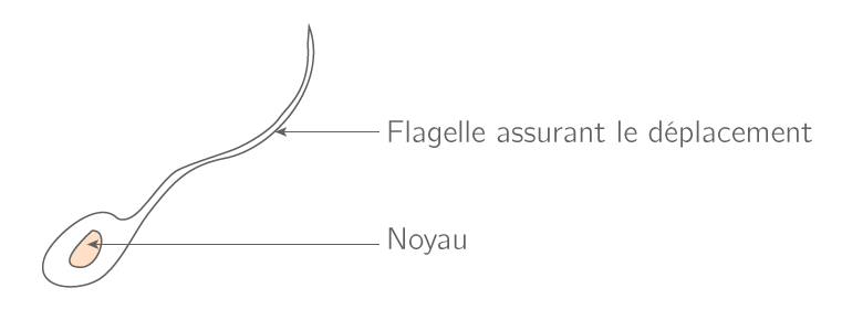 Schéma d'un spermatozoïde