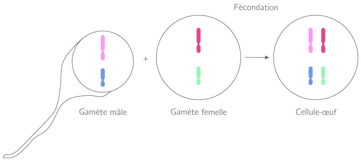 Le mécanisme de fécondation