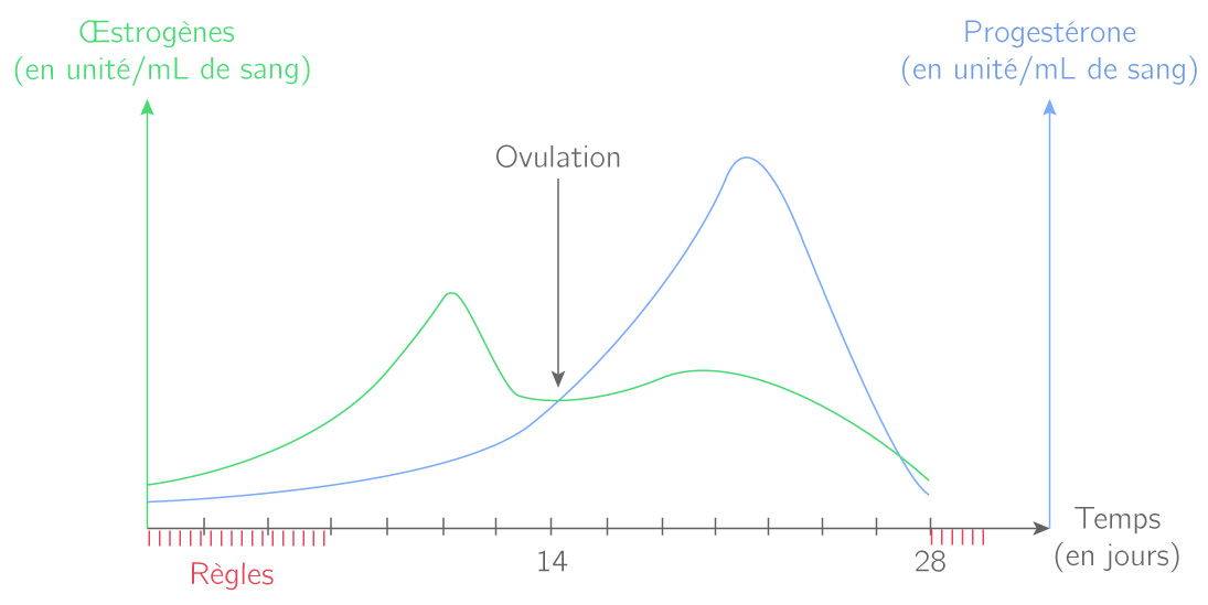 Évolution de la quantité d'hormones sexuelles féminines dans le sang au cours d'un cycle