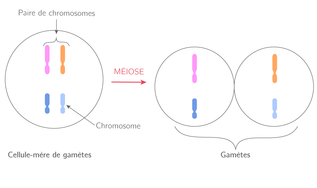 La formation des gamètes