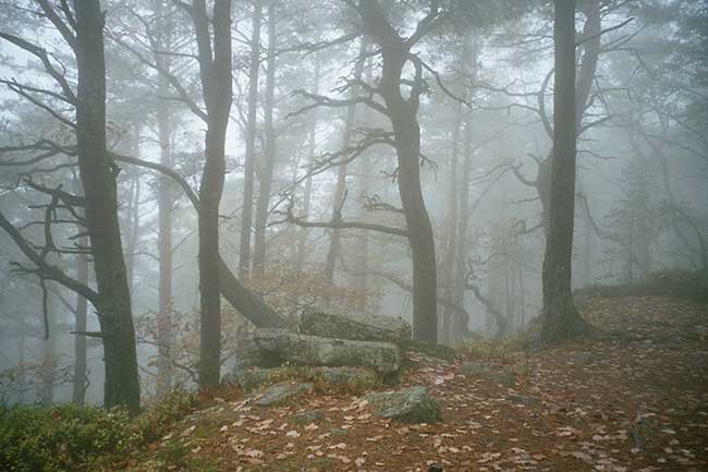 Forêt du mont Sainte-Odiel, Alsace, France