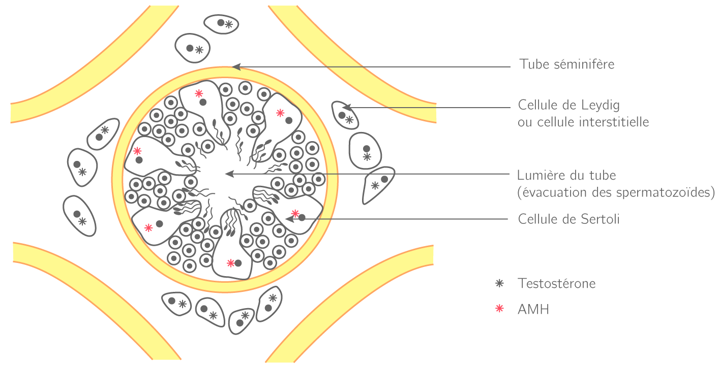 Les cellules testiculaires productrices d'hormones