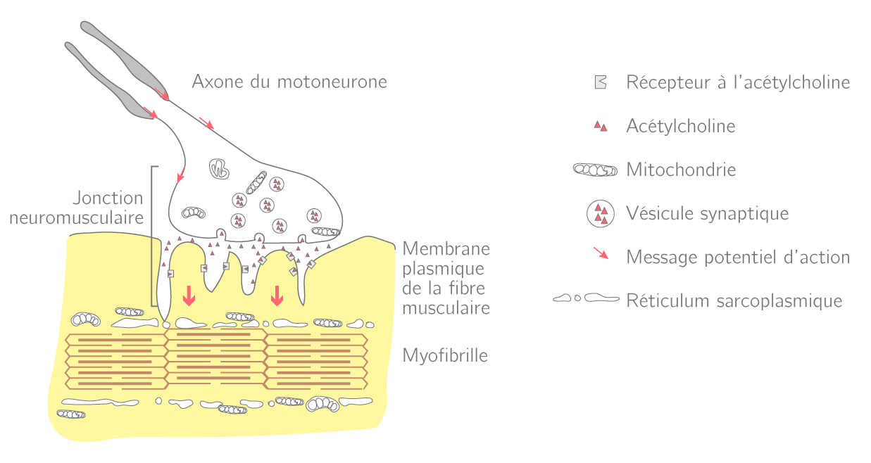 Le réflexe myotatique Cours Sciences de la vie et de la terre Kartable