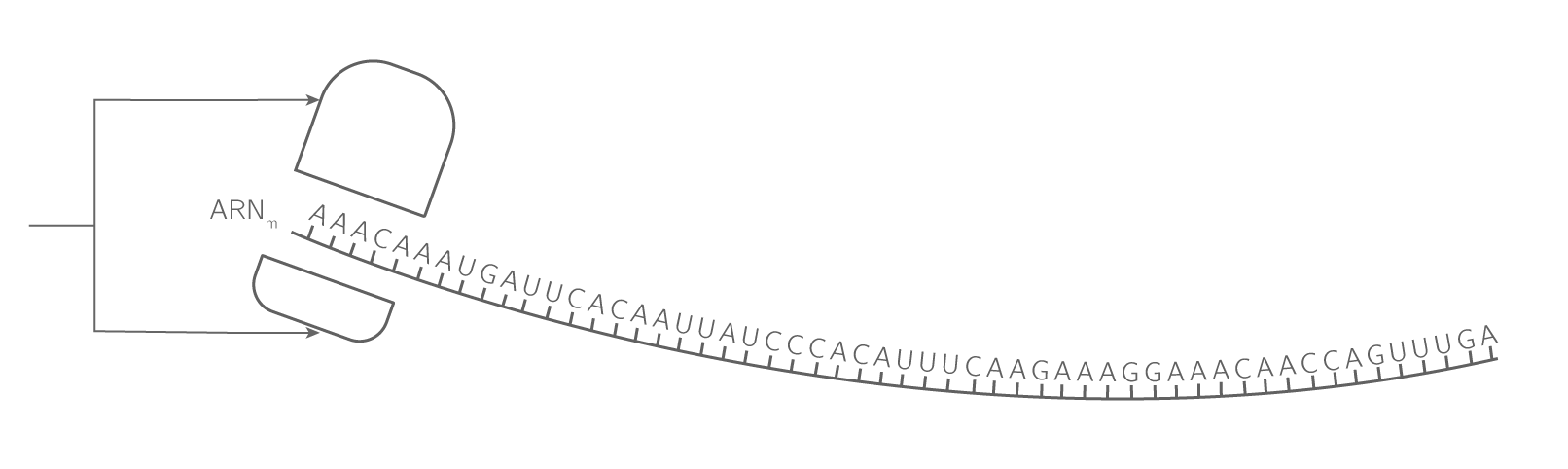 Schématiser La Transcription Et La Traduction 1s Exercice De