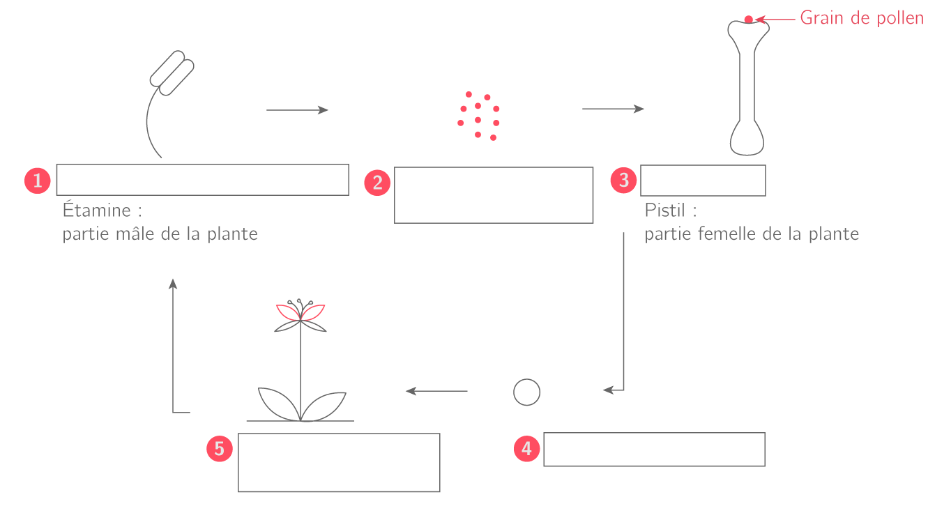 Les étapes de la reproduction sexuée chez une plante