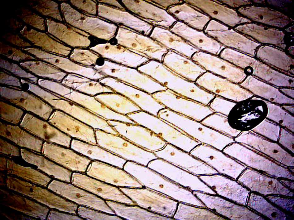 dropzone image