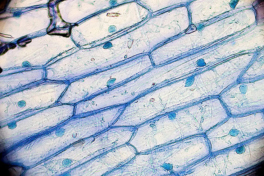 Photographie de cellules de plante