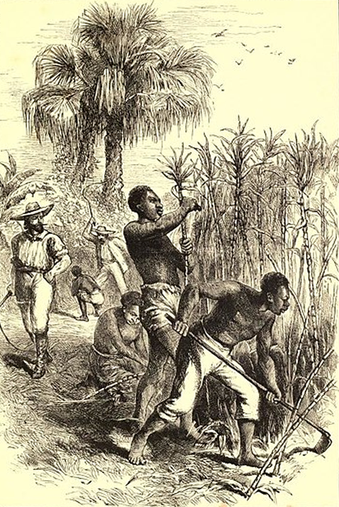 Esclaves travaillant sur une plantation