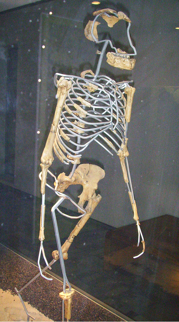 La reconstitution du squelette de Lucy.