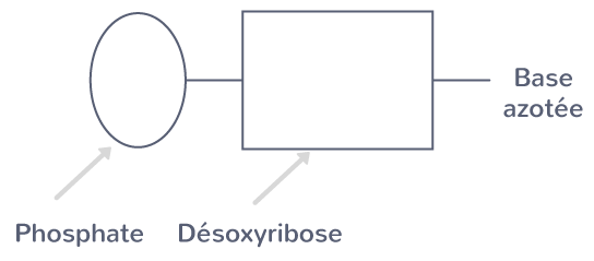 Un nucléotide