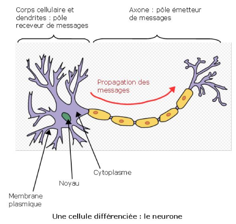 Un neurone