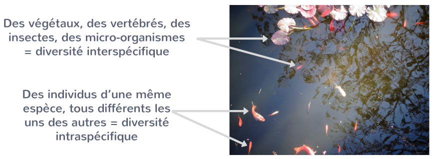 La biodiversité dans un écosystème