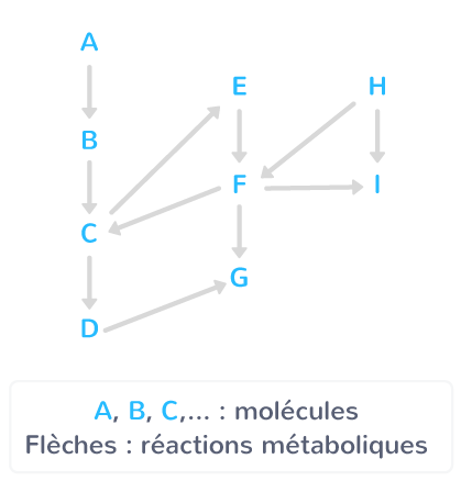 Voies métaboliques connectées