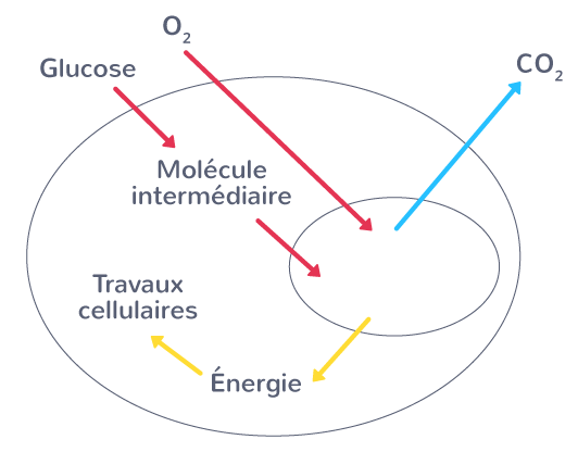 La respiration cellulaire