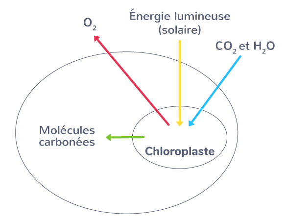 La photosynthèse