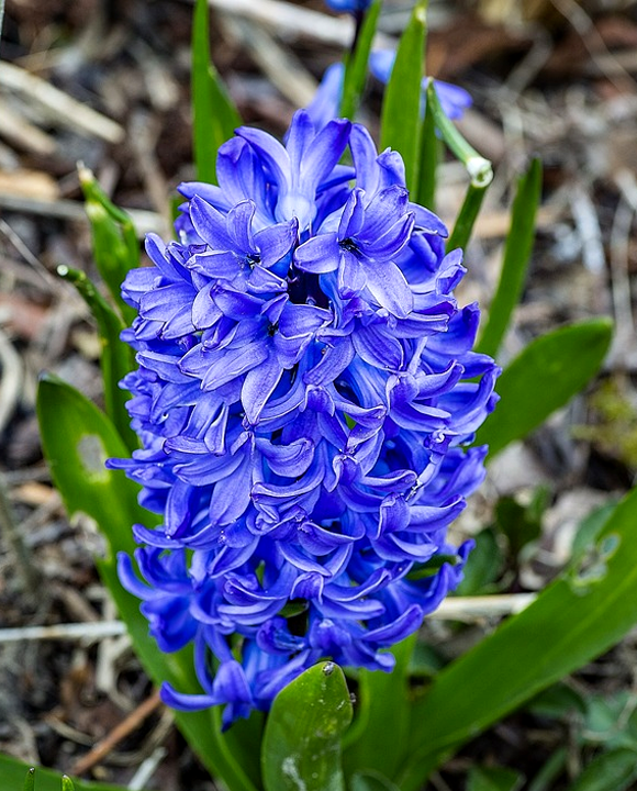 La jacinthe bleue : un autotrophe