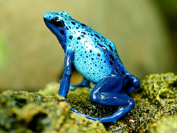 La grenouille : un hétérotrophe