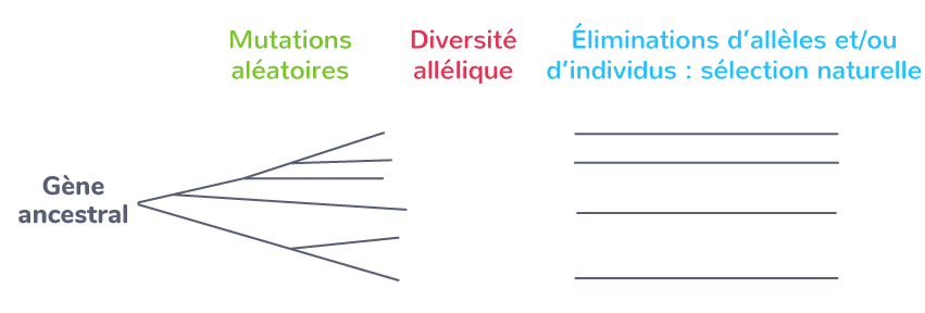 Le principe Variation – Sélection