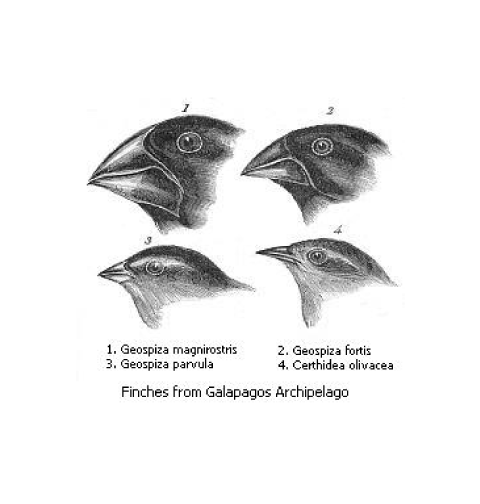 Les pinsons des Galapagos