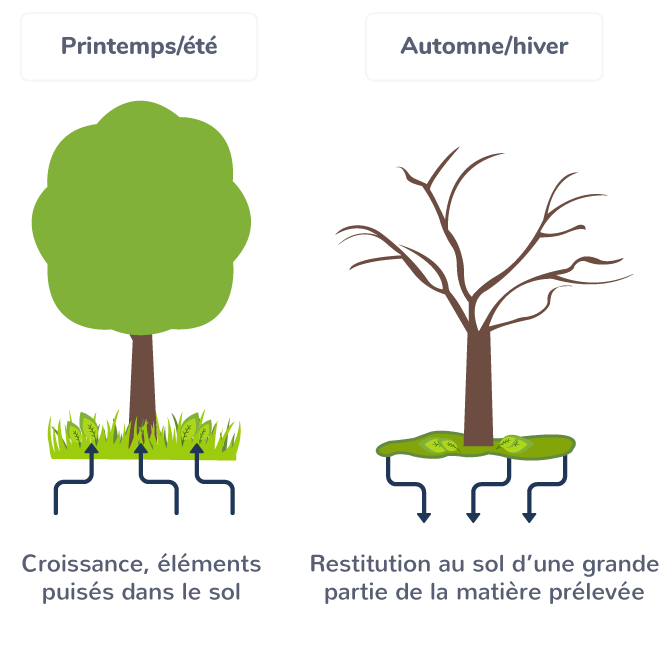 Équilibre dans un écosystème naturel