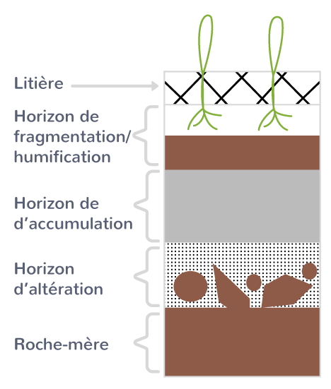 Les différents horizons d'un sol