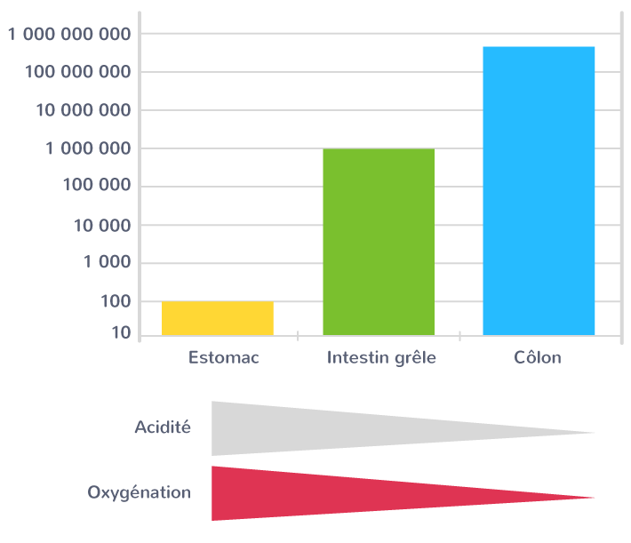 Abondance des bactéries en fonction de l'acidité et de l'oxygénation du tube digestif
