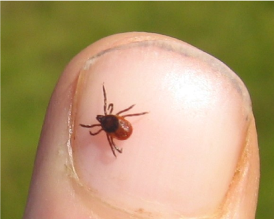 Un vecteur de la maladie de Lyme : une tique (Ixodes scapularis)