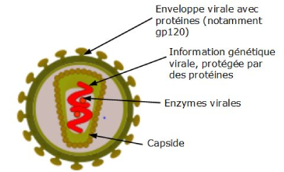 Le VIH, responsable du sida