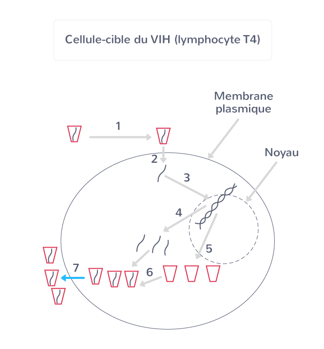 Le cycle de reproduction du VIH